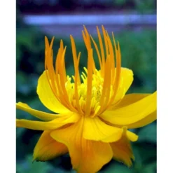 Kinesisk Engblomme 'Golden Queen' Trollius Chinensis 'Golden Queen' 1 Liter Potte -Tilbud Lys Haven Butik mi2679 trollius chinensis golden queen bfe5