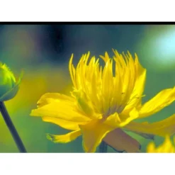 Kinesisk Engblomme 'Golden Queen' Trollius Chinensis 'Golden Queen' 1 Liter Potte -Tilbud Lys Haven Butik mi2679 trollius chinensis golden queen e74a