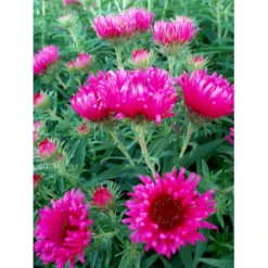 Høstasters 'Alma Pötschke' Aster Novae-angliae 'Alma Pötschke' 1 Liter Potte -Tilbud Lys Haven Butik mi267 aster novae angliae alma poetschke 4db2