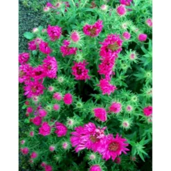 Høstasters 'Alma Pötschke' Aster Novae-angliae 'Alma Pötschke' 1 Liter Potte -Tilbud Lys Haven Butik mi267 aster novae angliae alma poetschke 55b8