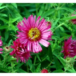 Høstasters 'Alma Pötschke' Aster Novae-angliae 'Alma Pötschke' 1 Liter Potte -Tilbud Lys Haven Butik mi267 aster novae angliae alma poetschke ac30