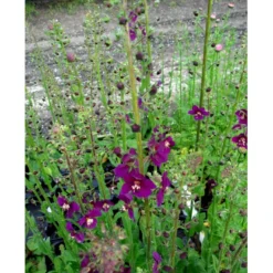 Purpurkongelys Verbascum Phoeniceum 'Violetta' 1 Liter Potte -Tilbud Lys Haven Butik mi2695 verbascum phoeniceum violetta 5b2b