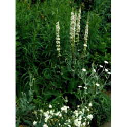 Mørk Kongelys Verbascum Nigrum 'Album' 1 Liter Potte -Tilbud Lys Haven Butik mi2698 verbascum nigrum album dcde