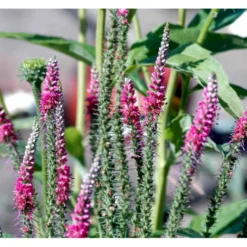 Aks Ærenpris 'Rotfuchs' Veronica Spicata 'Rotfuchs' 1 Liter Potte -Tilbud Lys Haven Butik mi2711 veronica spicata rotfuchs a2ba