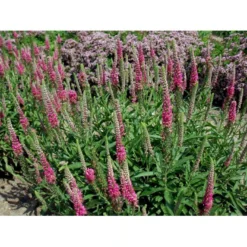 Aks Ærenpris 'Rotfuchs' Veronica Spicata 'Rotfuchs' 1 Liter Potte -Tilbud Lys Haven Butik mi2711 veronica spicata rotfuchs fa69