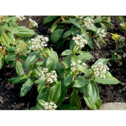 Dværgkvalkved Viburnum Davidii Potte 3,0 Liter,- 25-30 Cm. -Tilbud Lys Haven Butik mi2719 viburnum davidii 0dc2