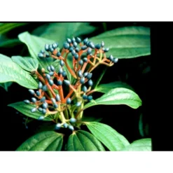 Dværgkvalkved Viburnum Davidii Potte 3,0 Liter,- 25-30 Cm. -Tilbud Lys Haven Butik mi2719 viburnum davidii 9df8