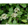 Pibekvalkved Viburnum Lantana Solitær Busk 125-150 Cm., Med Klump