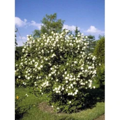 Snebolle Viburnum Opulus 'Roseum' Med Klump,- 125-150 Cm. -Tilbud Lys Haven Butik mi2726 viburnum opulus roseum b072