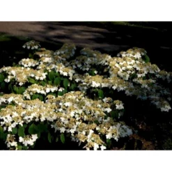 Japansk Etage-Snebolle 'Mariesii' Viburnum Plicatum 'Mariesii' Med Klump,- 100-120 Cm. -Tilbud Lys Haven Butik mi2729 viburnum plicatum mariesii d1da