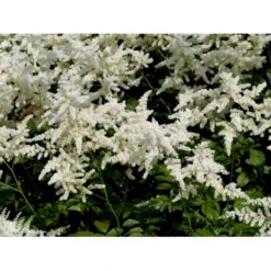 Astilbe 'Deutschland' Astilbe Japonica 'Deutschland' 1 Liter Potte