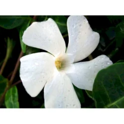 Vintergrøn 'Alba' Vinca Minor 'Alba' 10 Cm. Potte -Tilbud Lys Haven Butik mi2749 vinca minor alba 814f