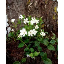 Vintergrøn 'Alba' Vinca Minor 'Alba' 10 Cm. Potte -Tilbud Lys Haven Butik mi2749 vinca minor alba 8da0