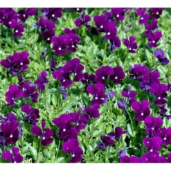 Hornviol 'Germanica' Viola Cornuta 'Germanica' 10 Cm. Potte -Tilbud Lys Haven Butik mi2750 viola cornuta germanica 02f3