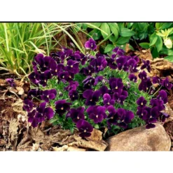 Hornviol 'Germanica' Viola Cornuta 'Germanica' 10 Cm. Potte -Tilbud Lys Haven Butik mi2750 viola cornuta germanica 3f17