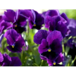 Hornviol 'Germanica' Viola Cornuta 'Germanica' 10 Cm. Potte -Tilbud Lys Haven Butik mi2750 viola cornuta germanica b728