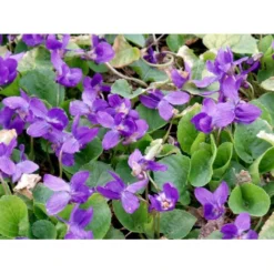 Martsviol 'Königin Charlotte' Viola Odorata 'Königin Charlotte' 10 Cm. Potte -Tilbud Lys Haven Butik mi2757 viola odorata koenigin charlotte 6387