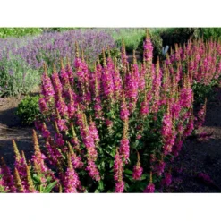 Kattehale 'Robert' Lythrum Salicaria 'Robert' 1 Liter Potte 12 Kattehale 'Robert' Lythrum Salicaria 'Robert' 1 Liter Potte -Tilbud Lys Haven Butik mi2775 lythrum salicaria robert 0f53