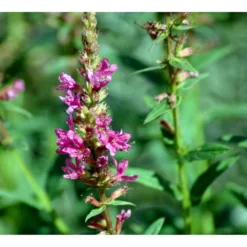 Kattehale 'Robert' Lythrum Salicaria 'Robert' 1 Liter Potte 11 Kattehale 'Robert' Lythrum Salicaria 'Robert' 1 Liter Potte -Tilbud Lys Haven Butik mi2775 lythrum salicaria robert 22a6