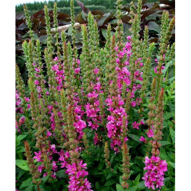 Kattehale 'Robert' Lythrum Salicaria 'Robert' 1 Liter Potte 7 Kattehale 'Robert' Lythrum Salicaria 'Robert' 1 Liter Potte - Billede 7