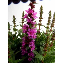 Kattehale 'Robert' Lythrum Salicaria 'Robert' 1 Liter Potte 9 Kattehale 'Robert' Lythrum Salicaria 'Robert' 1 Liter Potte -Tilbud Lys Haven Butik mi2775 lythrum salicaria robert 6b56