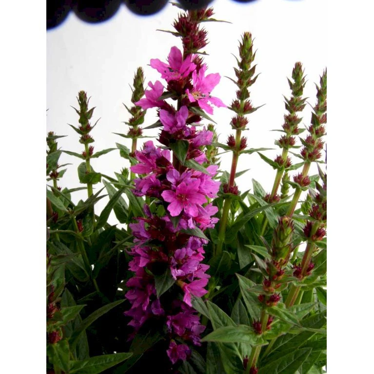 Kattehale 'Robert' Lythrum Salicaria 'Robert' 1 Liter Potte 3 Kattehale 'Robert' Lythrum Salicaria 'Robert' 1 Liter Potte - Billede 3