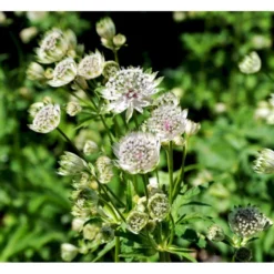 Stjerneskærm 'Snow Star'® Astrantia Major Ssp. Involucrata 'Snow Star'® 1 Liter Potte -Tilbud Lys Haven Butik mi279 astrantia major alba 20f6
