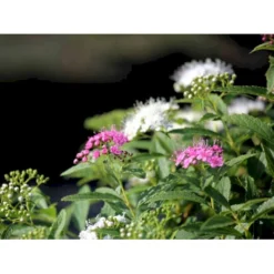 Spiræa 'Shirobana' Spiraea Japonica 'Shirobana' Potte 4,0 Liter,- 30-40 Cm. -Tilbud Lys Haven Butik mi2830 spiraea japonica shirobana af2d