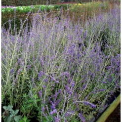 Russisk Salvie 'Blue Spire' Perovskia Atriplicifolia 'Blue Spire' Potte 2 Liter. -Tilbud Lys Haven Butik mi2844 perovskia atriplicifolia blue spire 6898 1