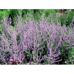 Russisk Salvie 'Blue Spire' Perovskia Atriplicifolia 'Blue Spire' Potte 2 Liter. -Tilbud Lys Haven Butik mi2844 perovskia atriplicifolia blue spire 9827 1
