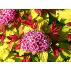 Spiræa 'Magic Carpet' Spiraea Japonica 'Magic Carpet' 3,5 Liter Potte -Tilbud Lys Haven Butik mi2846 spiraea japonica magic carpet 34fc