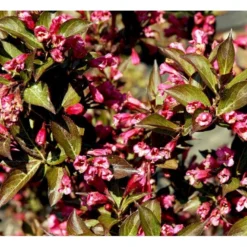 Klokkebusk 'Alexandra' Weigela Florida 'Alexandra' 5 Liter Potte