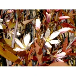 Træagtig Bærmispel 'Robin Hill' Amelanchier Arborea 'Robin Hill' Heister 175-200 Cm. Med Potte -Tilbud Lys Haven Butik mi2868 amelanchier arborea robin hill c831