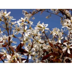 Træagtig Bærmispel 'Robin Hill' Amelanchier Arborea 'Robin Hill' Heister 175-200 Cm. Med Potte