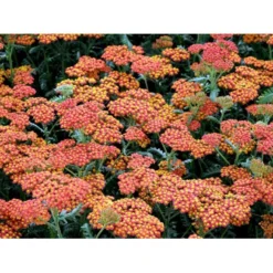 Røllike 'Walter Funke' Achillea Millefolium 'Walter Funke' 1 Liter Potte -Tilbud Lys Haven Butik mi2873 achillea walter funke 063d