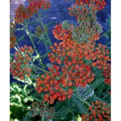 Røllike 'Walter Funke' Achillea Millefolium 'Walter Funke' 1 Liter Potte -Tilbud Lys Haven Butik mi2873 achillea walter funke 1070