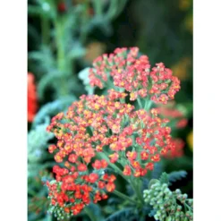 Røllike 'Walter Funke' Achillea Millefolium 'Walter Funke' 1 Liter Potte -Tilbud Lys Haven Butik mi2873 achillea walter funke ed6b