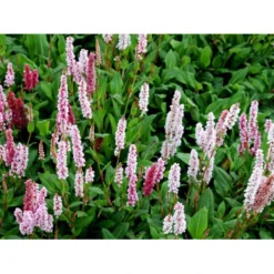 Tæppepileurt 'Darjeeling Red' Persicaria Affinis 'Darjeeling Red' 10 Cm. Potte -Tilbud Lys Haven Butik mi2875 persicaria affinis darjeeling red 57a2