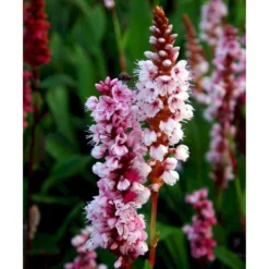 Tæppepileurt 'Darjeeling Red' Persicaria Affinis 'Darjeeling Red' 10 Cm. Potte -Tilbud Lys Haven Butik mi2875 persicaria affinis darjeeling red 5b73