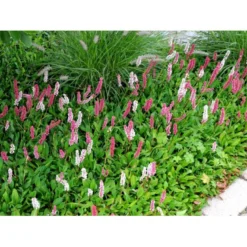 Tæppepileurt 'Darjeeling Red' Persicaria Affinis 'Darjeeling Red' 10 Cm. Potte -Tilbud Lys Haven Butik mi2875 persicaria affinis darjeeling red b9fc