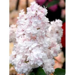 'Beauty Of Moscow' Syringa Vul.'Beauty Of Moscow' (storblomstrende) Med Klump,- 150-175 Cm. -Tilbud Lys Haven Butik mi2879 syringa vulgaris beauty of moscow b556