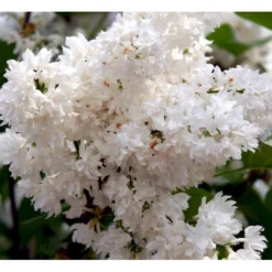 'Beauty Of Moscow' Syringa Vul.'Beauty Of Moscow' (storblomstrende) Med Klump,- 150-175 Cm. -Tilbud Lys Haven Butik mi2879 syringa vulgaris beauty of moscow bf1e