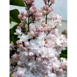 'Beauty Of Moscow' Syringa Vul.'Beauty Of Moscow' (storblomstrende) Med Klump,- 150-175 Cm. -Tilbud Lys Haven Butik mi2879 syringa vulgaris beauty of moscow e3be