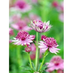 Stjerneskærm 'Roma' Astrantia Major 'Roma' 1 Liter Potte -Tilbud Lys Haven Butik mi287 astrantia major roma 6f89