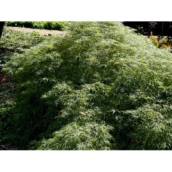 Japansk Dværgahorn Acer Palmatum Dissectum Potte 10 Liter 40-50 Cm. -Tilbud Lys Haven Butik mi2889 acer palmatum dissectum 0a86