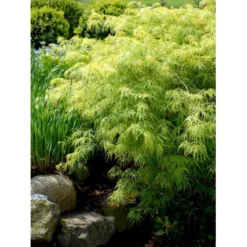 Japansk Dværgahorn Acer Palmatum Dissectum Potte 10 Liter 40-50 Cm. -Tilbud Lys Haven Butik mi2889 acer palmatum dissectum 2657