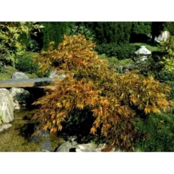 Japansk Dværgahorn Acer Palmatum Dissectum Potte 10 Liter 40-50 Cm. -Tilbud Lys Haven Butik mi2889 acer palmatum dissectum 39f2