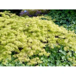 Japansk Dværgahorn Acer Palmatum Dissectum Potte 10 Liter 40-50 Cm. -Tilbud Lys Haven Butik mi2889 acer palmatum dissectum ab3a