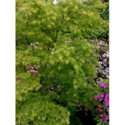 Japansk Dværgahorn Acer Palmatum Dissectum Potte 10 Liter 40-50 Cm. -Tilbud Lys Haven Butik mi2889 acer palmatum dissectum b23a