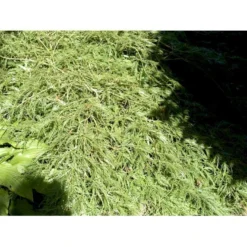 Japansk Dværgahorn Acer Palmatum Dissectum Potte 10 Liter 40-50 Cm. -Tilbud Lys Haven Butik mi2889 acer palmatum dissectum c564